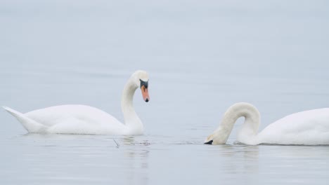 Wild-mute-swan-eating-grass-underwater-closeup-in-overcast-day