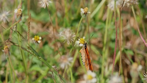 mariposa naranja con manchas que se alimenta de una flor y luego vuela lejos