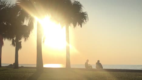 time lapse of palm tree and people near the beach