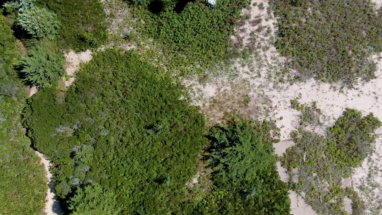 vista aérea hasta la vegetación del suelo, plantas, plantas y árboles en la reserva nacional de investigación