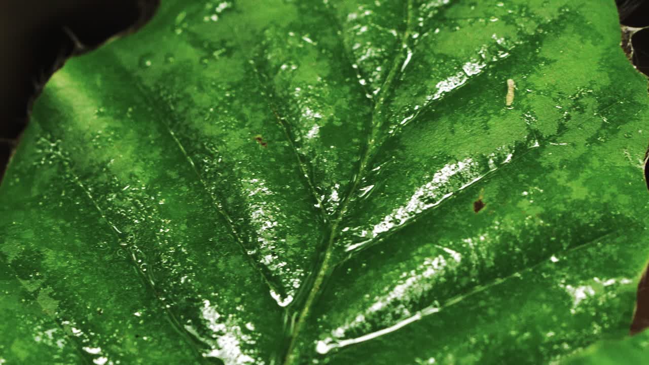 4k 매크로에서 녹슨 땅에서 녹색 잎으로 바로 팬