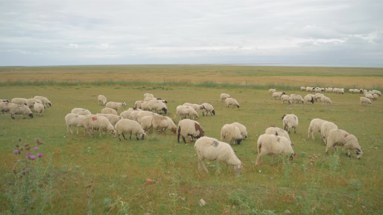vista del paisaje de ovejas comiendo hierba en un día nublado, provincia de qinghai, china