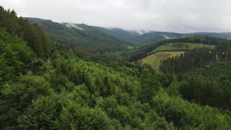 Luftbild-Im-Riesigen-Wald,-Drohnenschuss,-Der-über-Baumwipfel-Fliegt,-Naturhintergrund