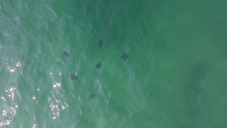 Drohnenaufnahme:-Eine-Gruppe-Gefleckter-Adlerrochen-Schwimmt-In-Der-Nähe-Des-Strandes-In-Cancun