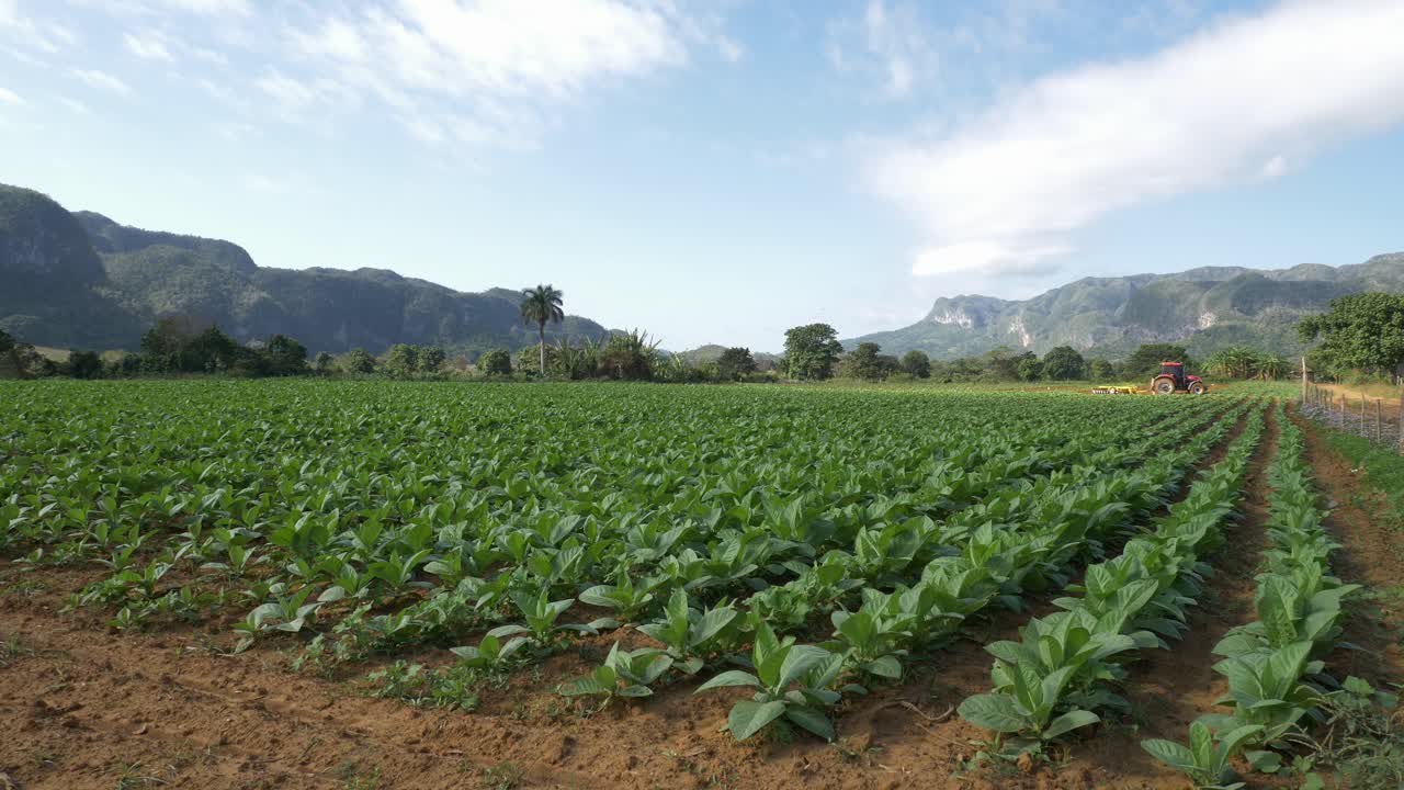 vista de campo de tabaco joven y tractor preparando la tierra
