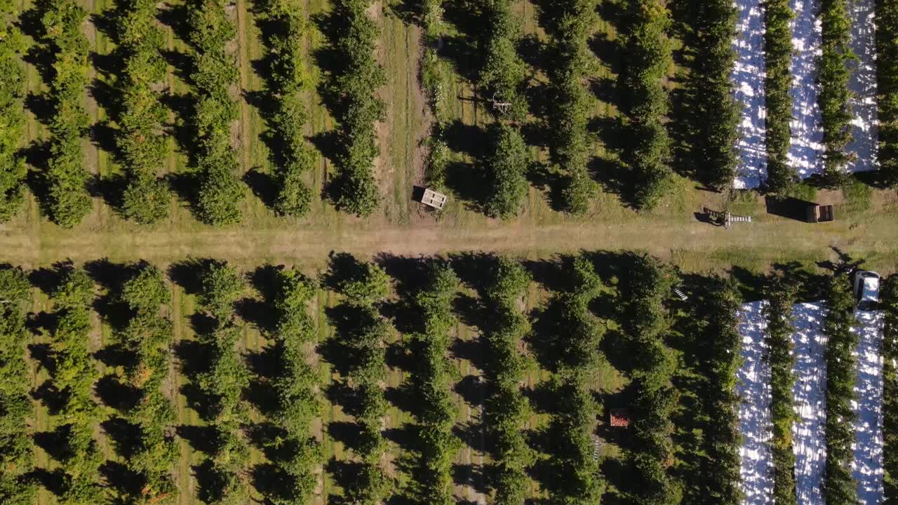 escena de la industria agrícola desde la cosecha del huerto de manzanas en motueka, nueva zelanda