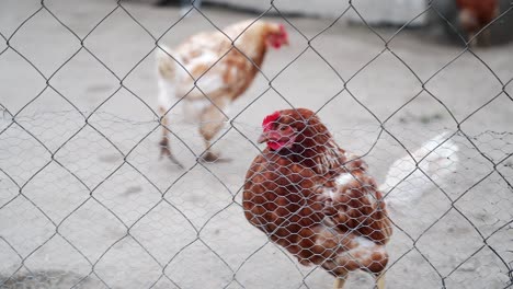 Chickens walking behind a wire fence in a farm setting