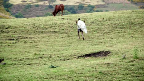 Ethiopian-Sheppard-walk-toward-his-cow