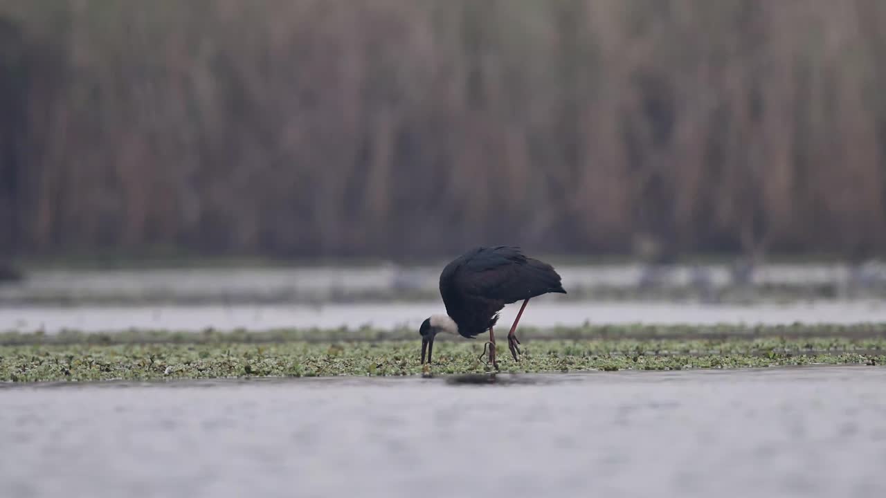 cigüeñas de cuello lanudo pescando en humedal-2