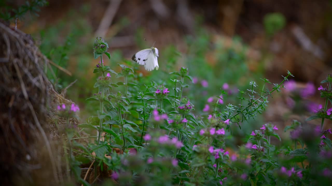 Gros plan d'un papillon blanc volant au ralenti dans la nature en 4k