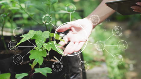 red de iconos digitales contra el acercamiento de una persona con una tableta digital tocando las hojas de una planta