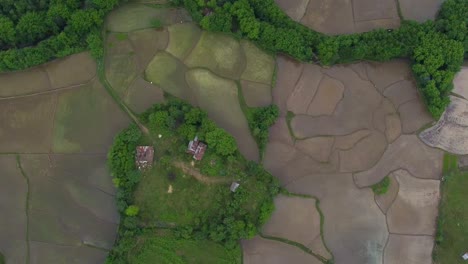 cozy private island in rice paddy field the most scenic landscape of wonderful green forest climate nature in aerial drone shot in rural village valley countryside in iran middle east asia agriculture