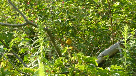 a yellow bird sitting on a branch surrounded by green vegetation with red berries on a sunny day, static shot