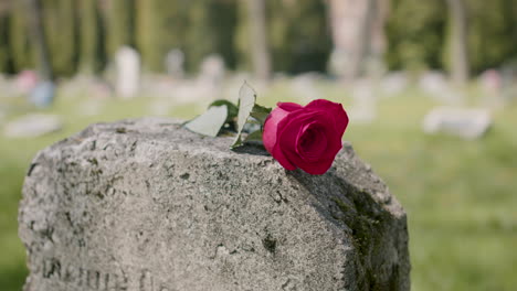 close up of a single red rose placed on a tombstone in a graveyard on a sunnd day