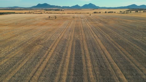 Drohnenschuss-Mit-Stirling-Range-Nationalpark-Im-Hintergrund-Und-Einem-Abgeernteten-Feld-Mit-Schafherde-Im-Vordergrund-In-Westaustralien-Im-Sommer