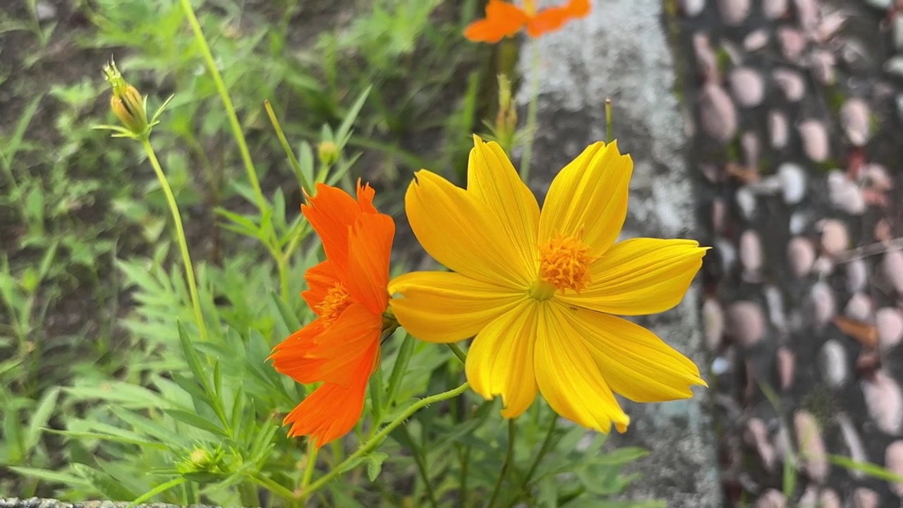 Oransje og gule kosmosblomster svaier forsiktig i en hage