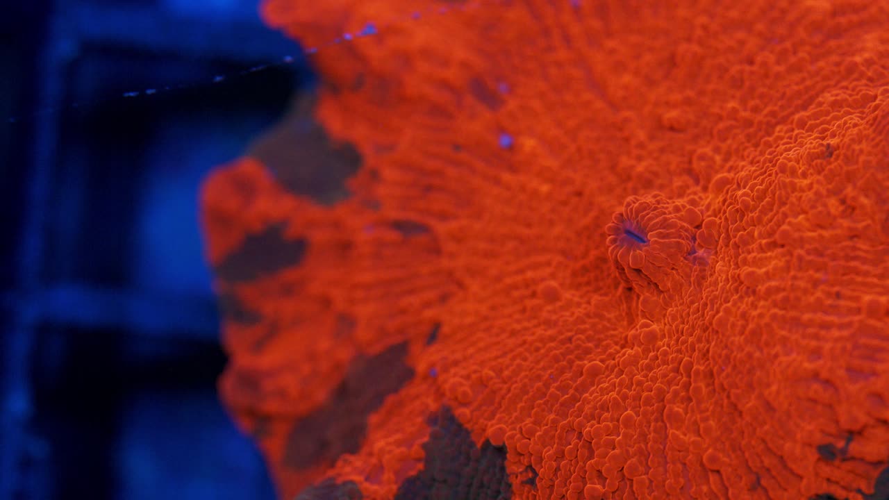Macro shot of Candy Crush Discosoma coral under actinic lighting, displaying deep red-orange coloration with dark irregular patches across its smooth textured polyp surface in reef aquarium