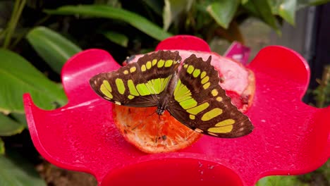 Hermosa-Mariposa-En-Flor-De-Zinnia-Púrpura-Sobre-Fondo-De-Hojas-Verdes-Borrosas