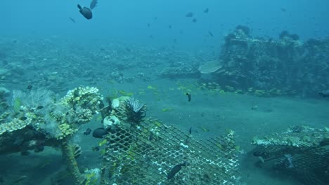 grupo de peces bajo el agua, cámara lenta