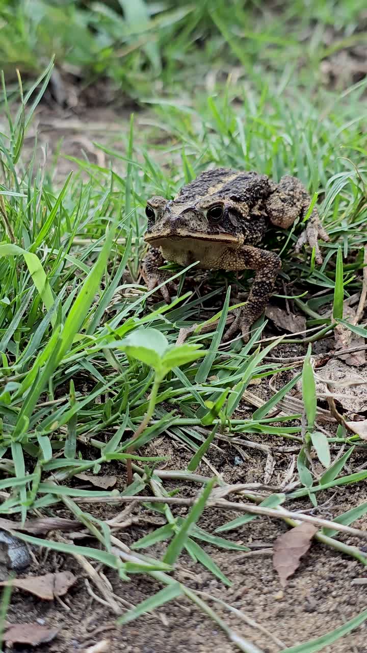 Vertical video of a Gulf Coast Toad Incilius valliceps