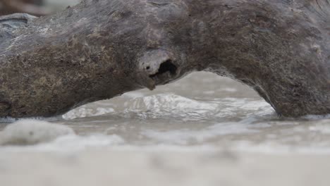 Wasser-Aus-Dem-Meer,-Das-Unter-Einem-Dicken-Ast-Fließt,-Der-Am-Sandstrand-Liegt