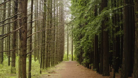 dolly along dirt path in dense grid of redwood trees spaced out in forest