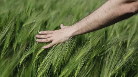 hand and green wheat. farmer touching green wheat plants in cultivated field