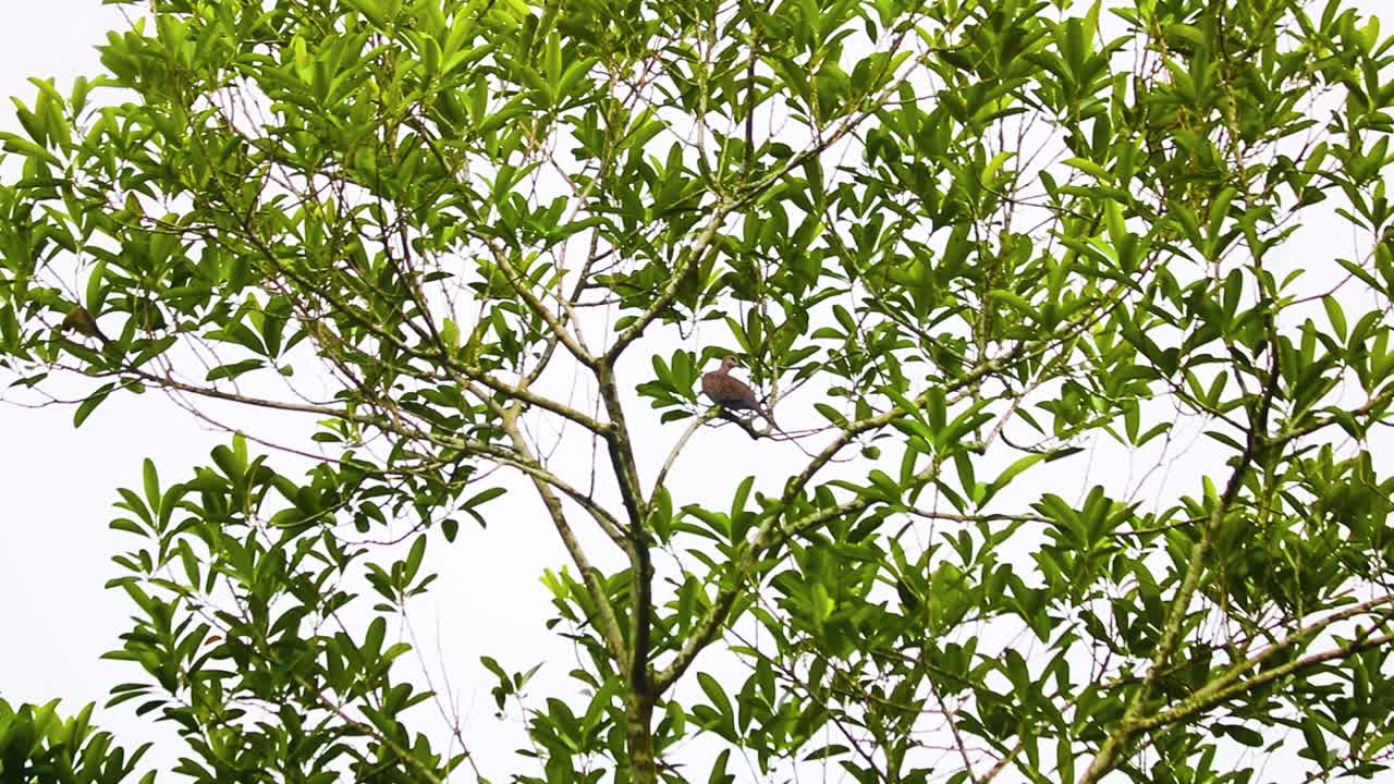 방글라데시 에 서 있는 다채로운 반점 비둘기