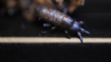 Insect Collembola super macro, family Isotomidae