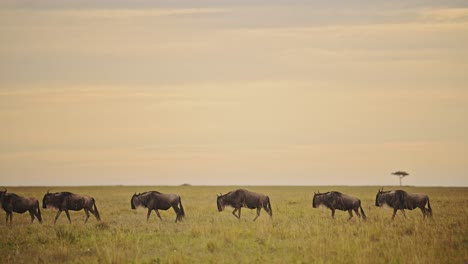 Wildebeest-Herd-Walking,-Great-Migration-in-Africa-in-Savannah-Plains-Landscape-Scenery-Under-Dramatic-Orange-Sunset-Sky-and-Clouds,-from-Masai-Mara-in-Kenya-to-Serengeti-in-Tanzania