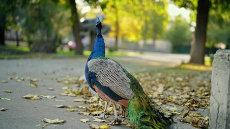 pavo real en un parque de otoño