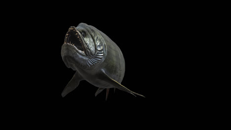 Xiphactinus Swims