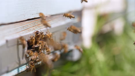 hard-working bees gathered around their beehive. busy insect trying to enter their home to produce honey. close up. blurred backdrop.