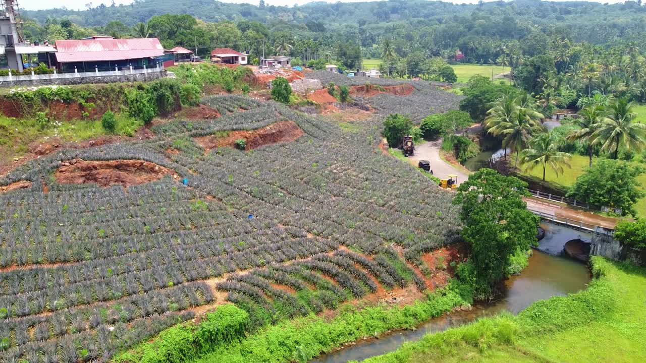 Aerial reveal over bright green paddy fields and a stream, showcasing extensive tiered pineapple plantations covering a hilly slope in the lush tropical region of Kerala, India