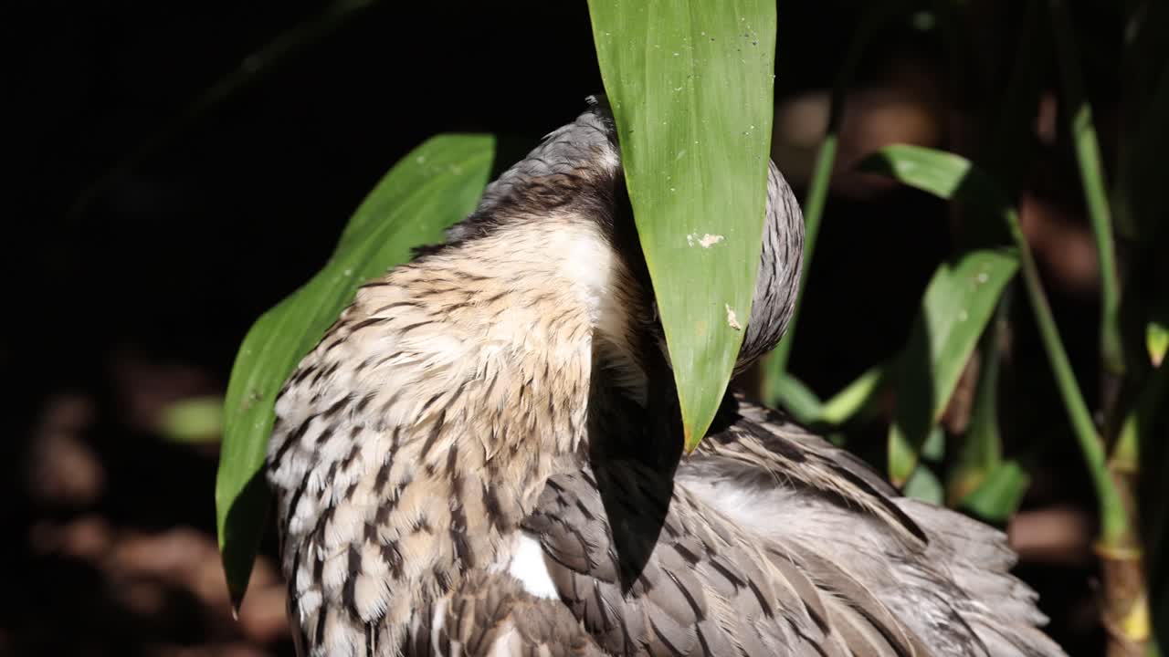 pájaro rizado limpiando las plumas detrás de la hoja