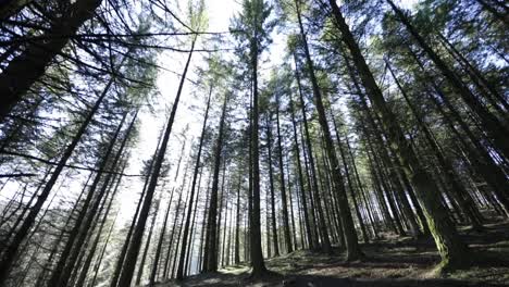 view from below of the trees of a forest