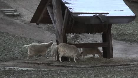 goats eating winter berlin tiergrten neukoelln germany hd 6 secs 00110_1