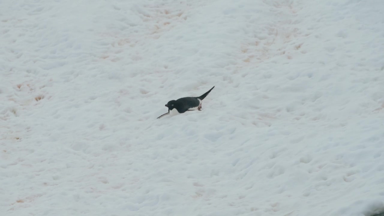 Adelie Penguin Sliding On Its Belly Over The Snowscape In Antarctica. High Angle Shot