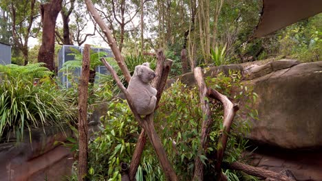 Close-up-shot-of-cute-koala-bear-sitting-on-branch-eating-eucalyptus-leaves