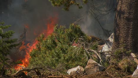 zooming in on burning nature, forest fires in the highlands of western usa - handheld view