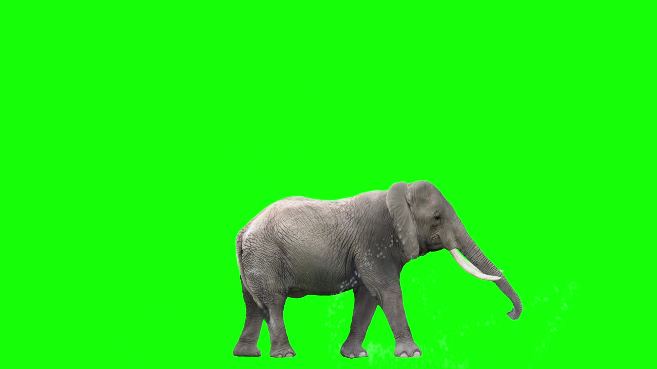 아프리카 코끼리가 물을 뿌리고 있습니다.