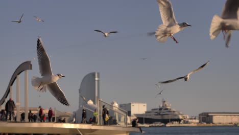 seagulls fly slowmo in sky with barcelona cityscape and blurry background people