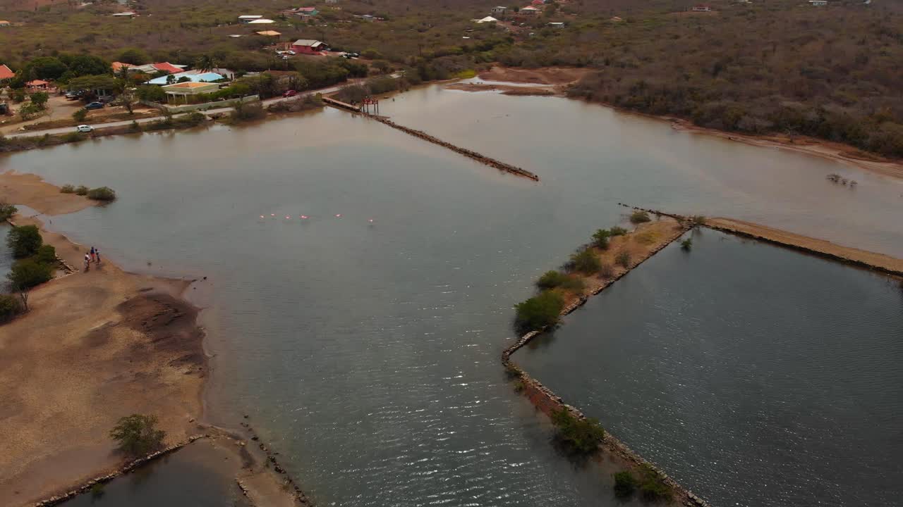 flamencos volando hacia un lago salado en la isla caribeña de curacao