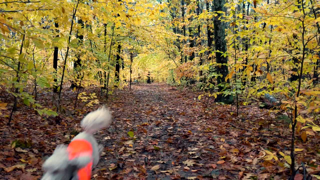 замедленная съемка светло-коричневого пуделя, бегущего на камеру в лесу по осенним листьям
