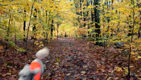 cámara lenta de caniche marrón claro corriendo hacia la cámara soplando hojas de otoño en el bosque