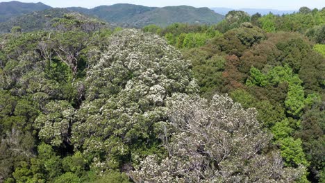 智利森林山坡上的eucryphia cordifolia樹的空中圖