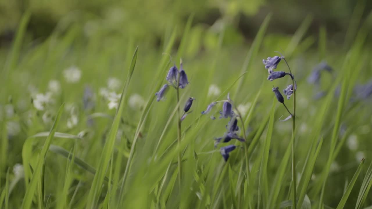 Wild blue and white flowers blossoming in meadow close up panning shot