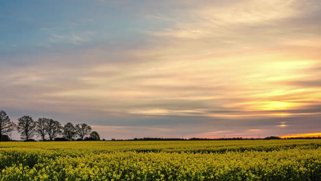 dolly out revealing rapeseed flower field at sunset