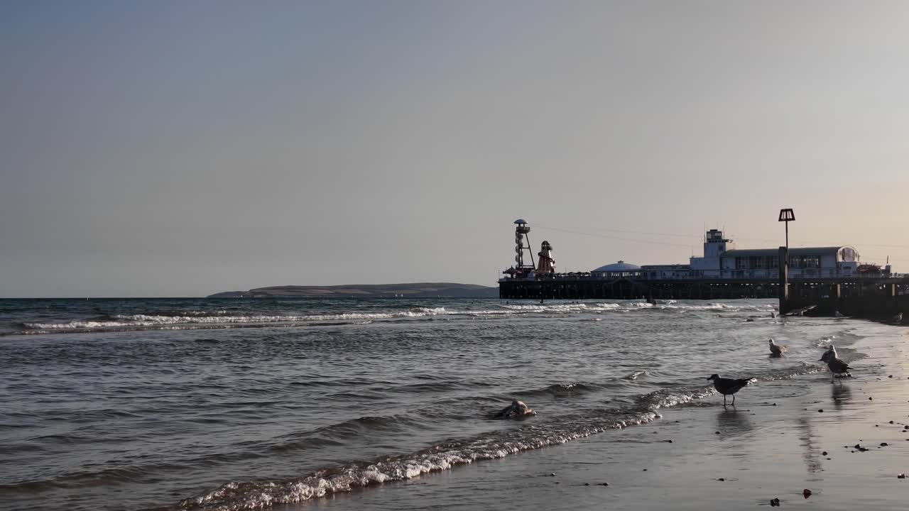 Seagulls standing on the shore of Bournemouth beach with Bournemouth Pier in the background