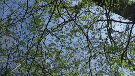 Dosel-De-árboles-Forestales-Con-Hojas-Contra-El-Cielo-Azul-Claro,-Girando-Lentamente